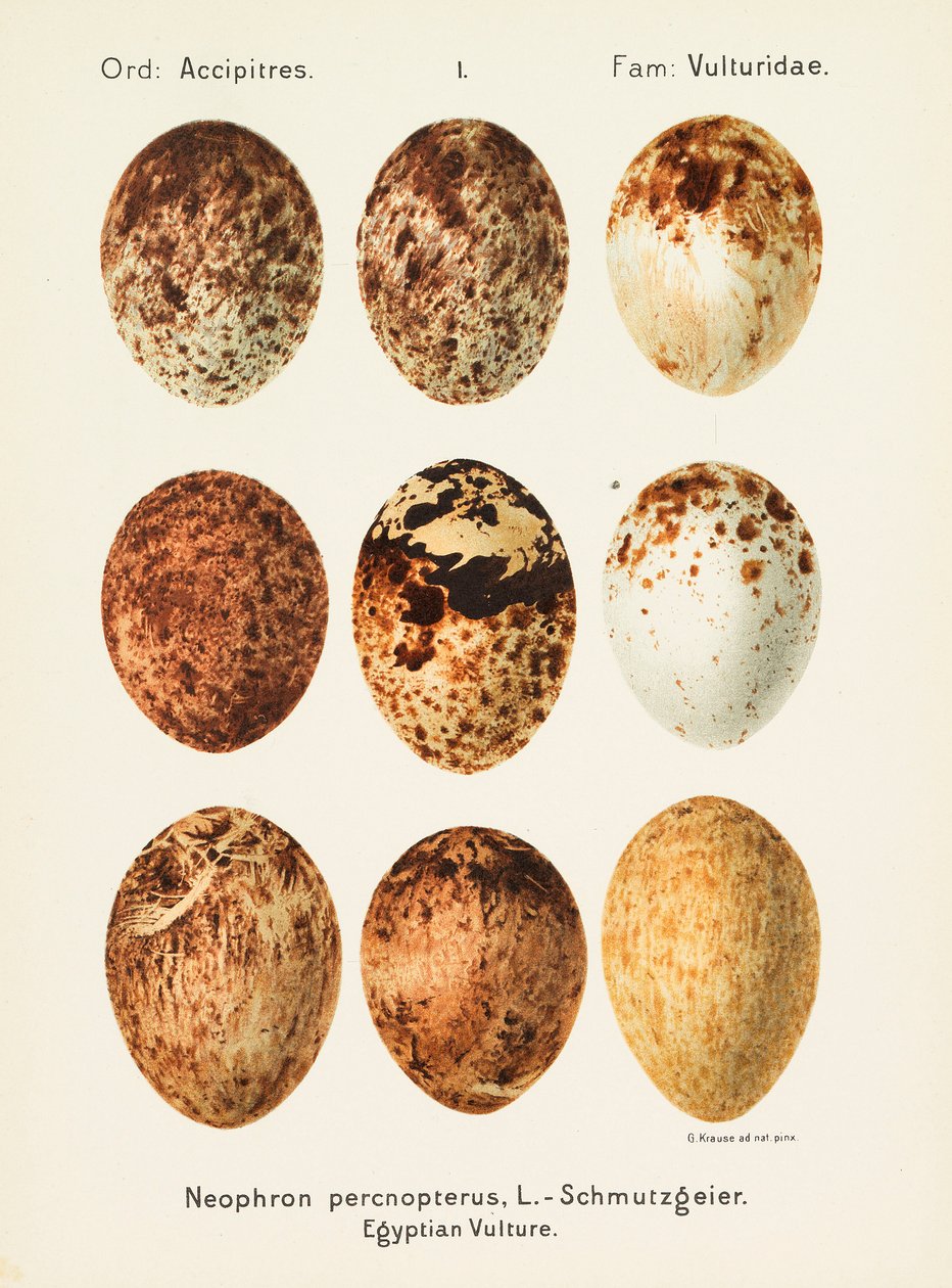 Palearctic Universal Oology, 1906. af Georg Albert Julius Krause