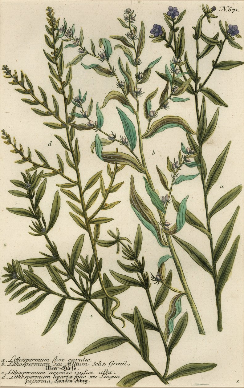 Gromwell sorter, Lithospermum arter af Georg Dionysius (after) Ehret