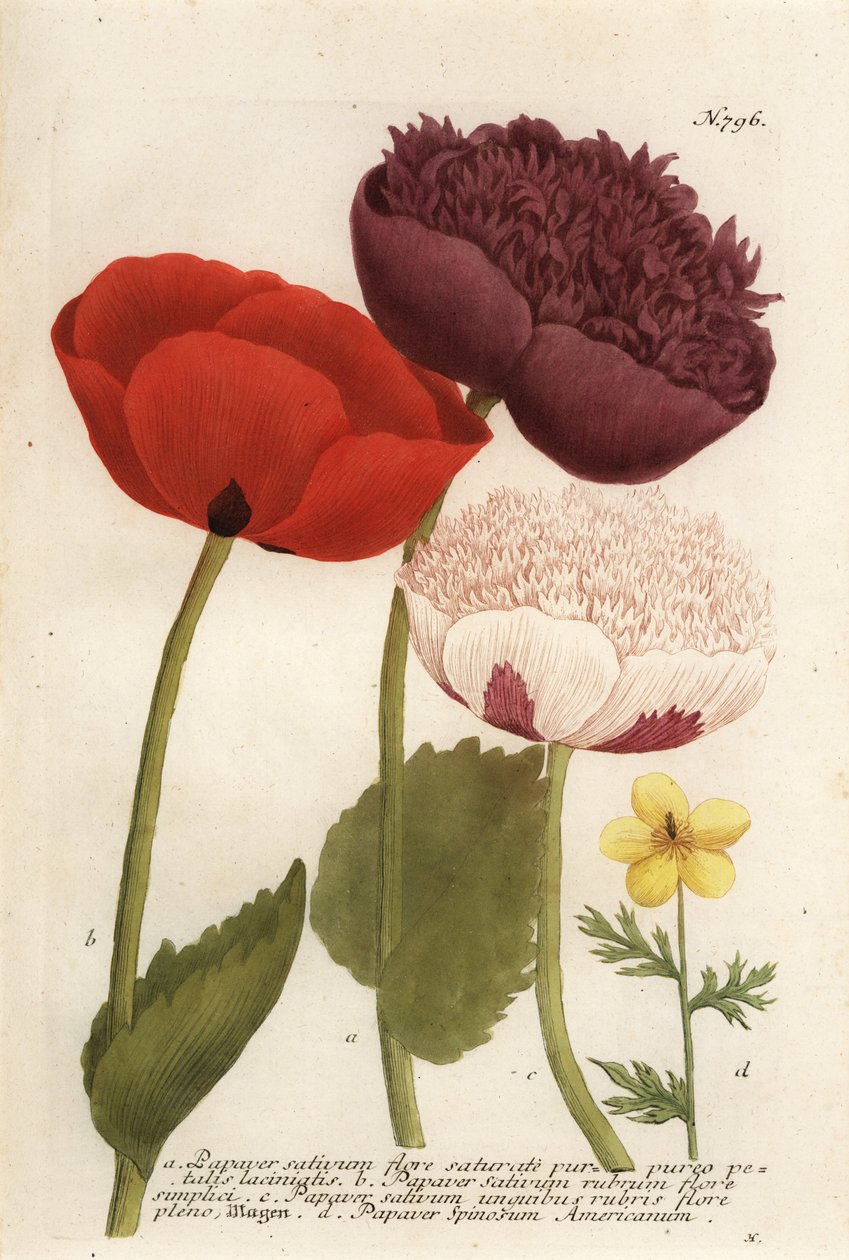 Opiumsvalmuesorter, Papaver somniferum og Anemone mexicana af Georg Dionysius (after) Ehret