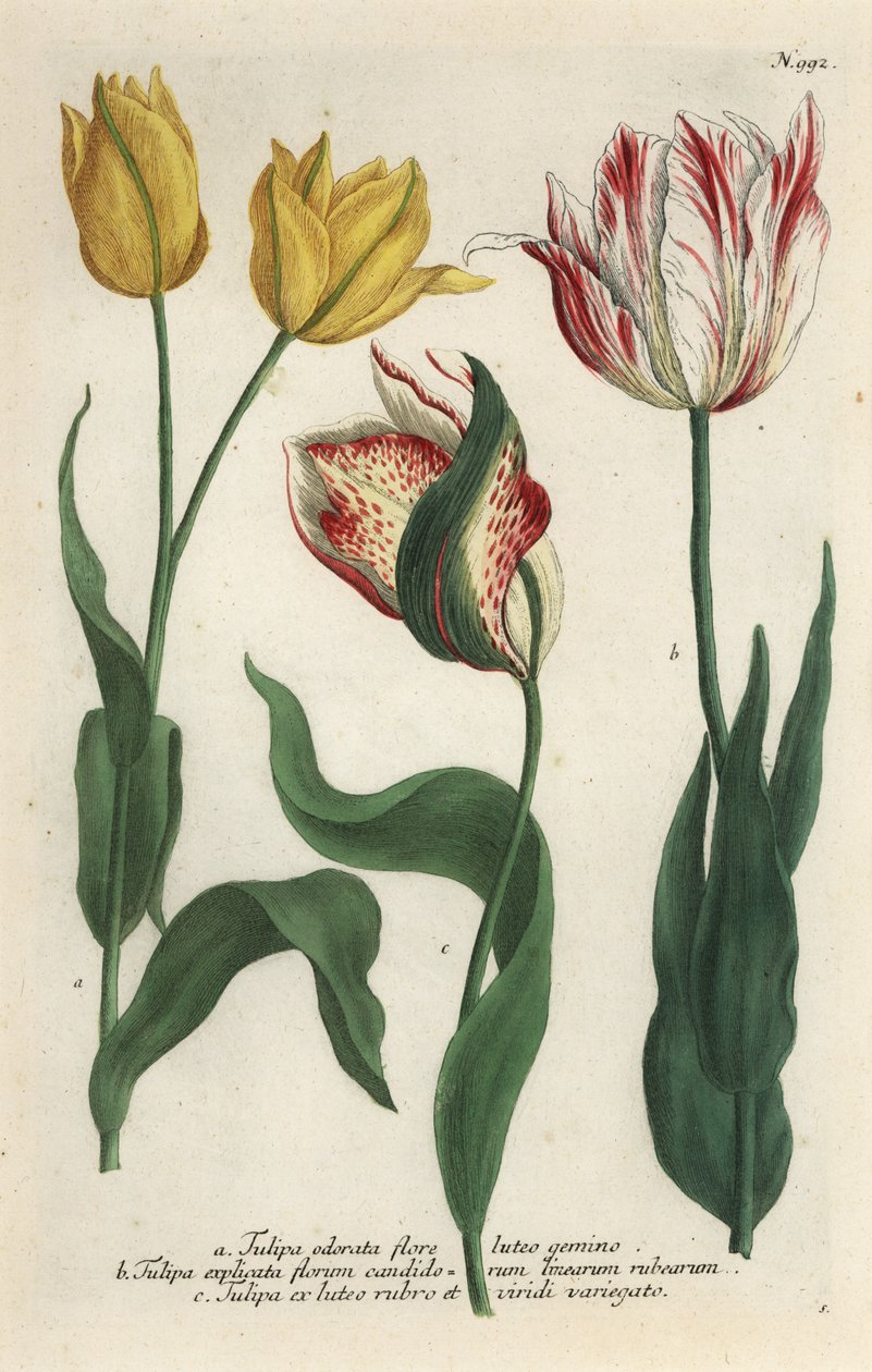 Tulipan sorter, Tulipa gesneriana af Georg Dionysius (after) Ehret