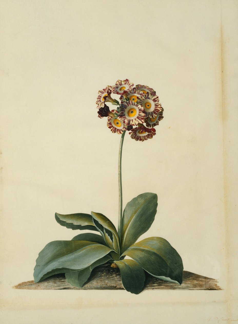 En lyserød broget Auricula, af Georg Dionysius Ehret