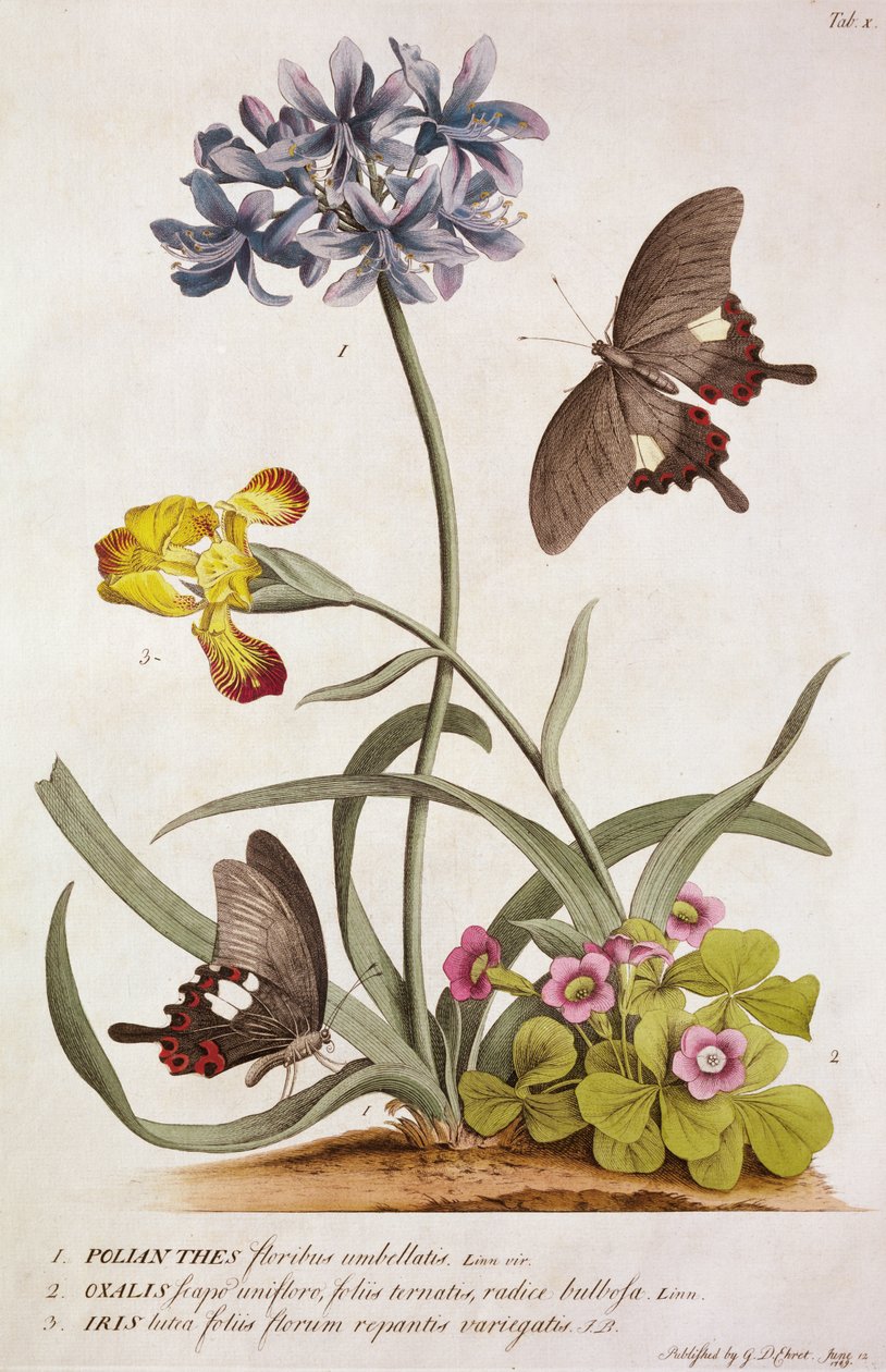 Agapanthus africanus, Iris variegata og en art af Oxalis, fra "Plantae and Papiliones Rariores", 1749 af Georg Dionysius Ehret
