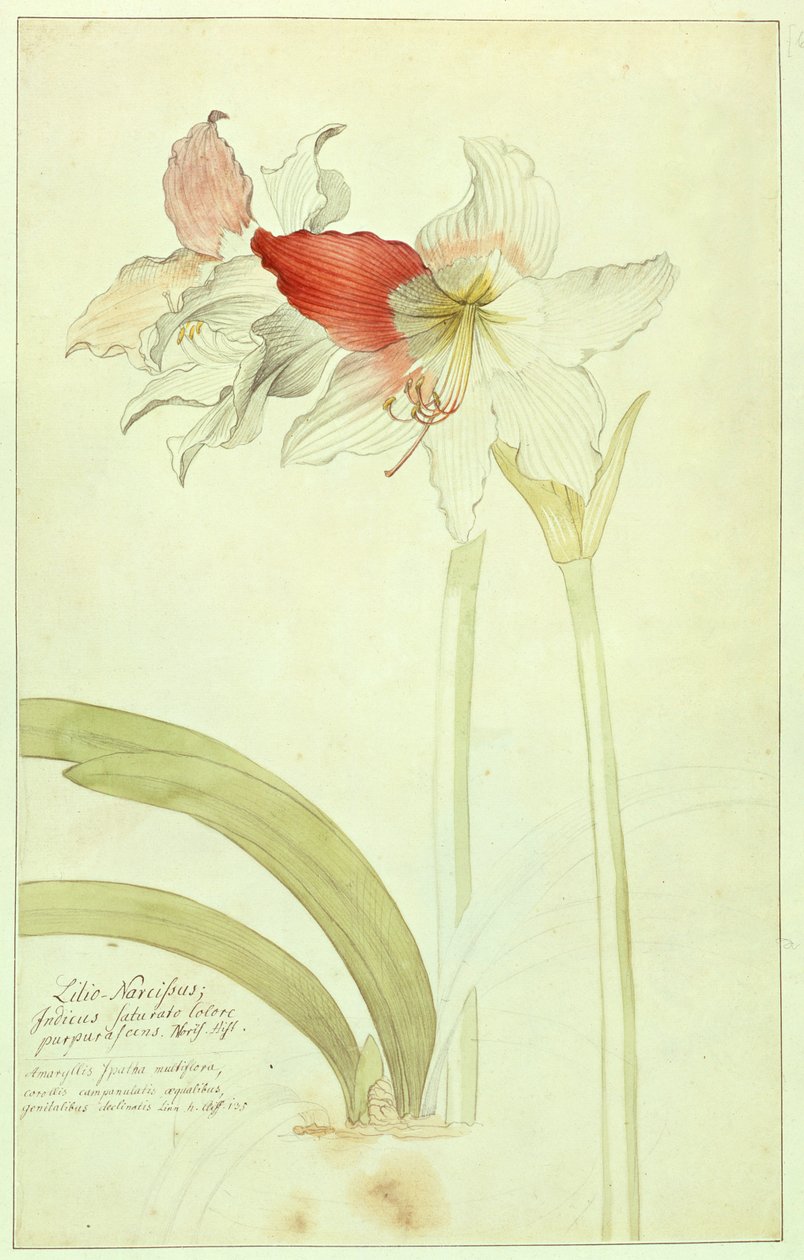 Amaryllis: Lilio-Narcissus, Indicus af Georg Dionysius Ehret