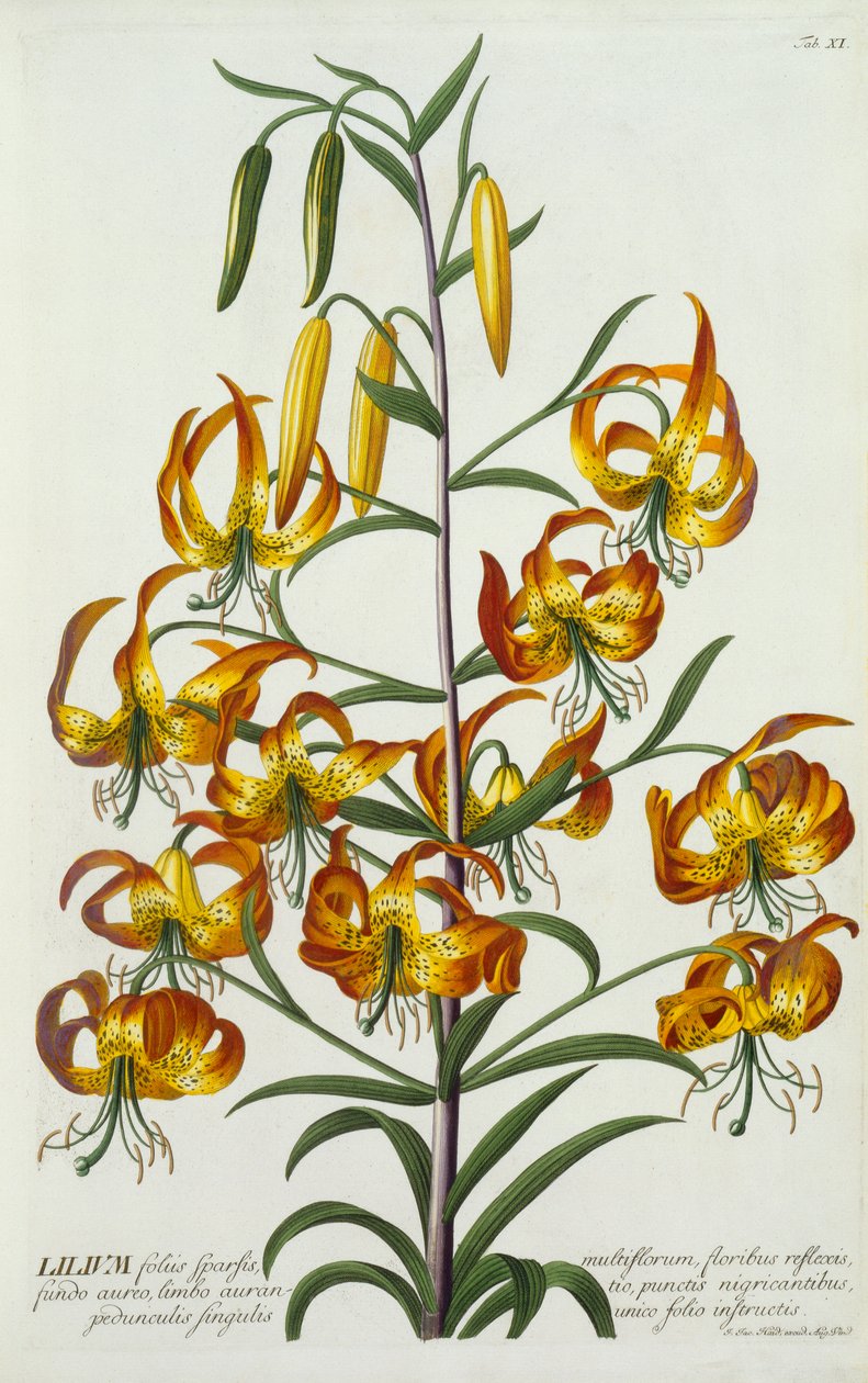 American Turkscap Lily, ca. 1740 håndfarvet gravering. af "Georg Dionysius Ehret