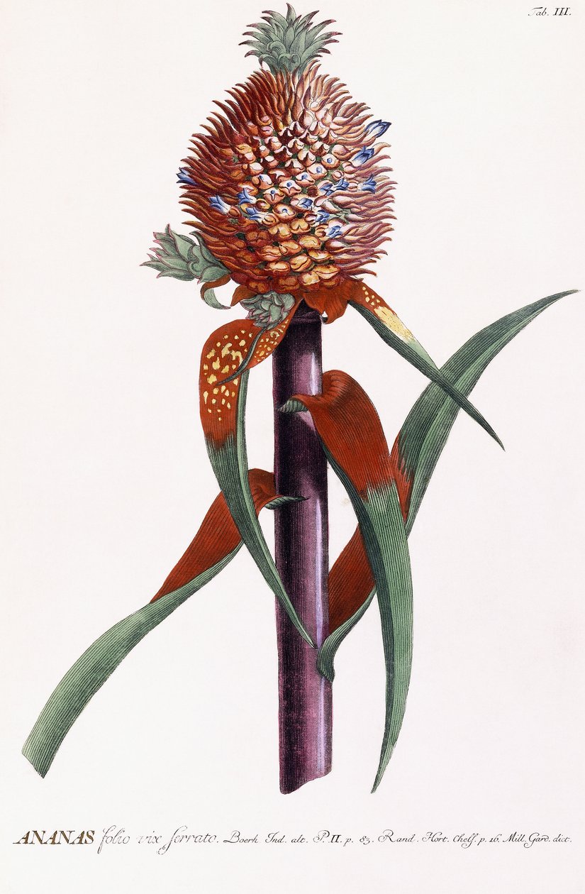 Ananas af Georg Dionysius Ehret