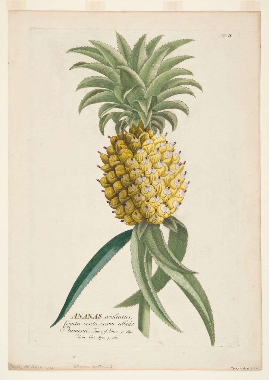 Ananas sativus, ananas, c1740-1770. af Georg Dionysius Ehret