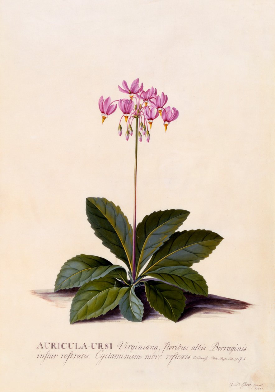 Auricula Ursi Shooting Star, ca. 1744 håndfarvet gravering. af "Georg Dionysius Ehret