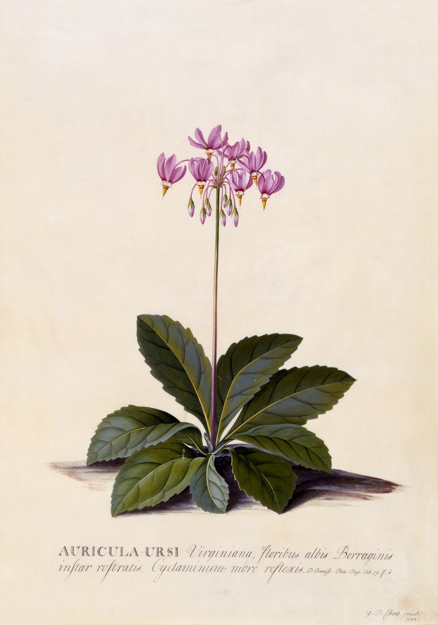 Auricula ursi, Shooting Star, ca. 1744 (håndfarvet gravering) af Georg Dionysius Ehret