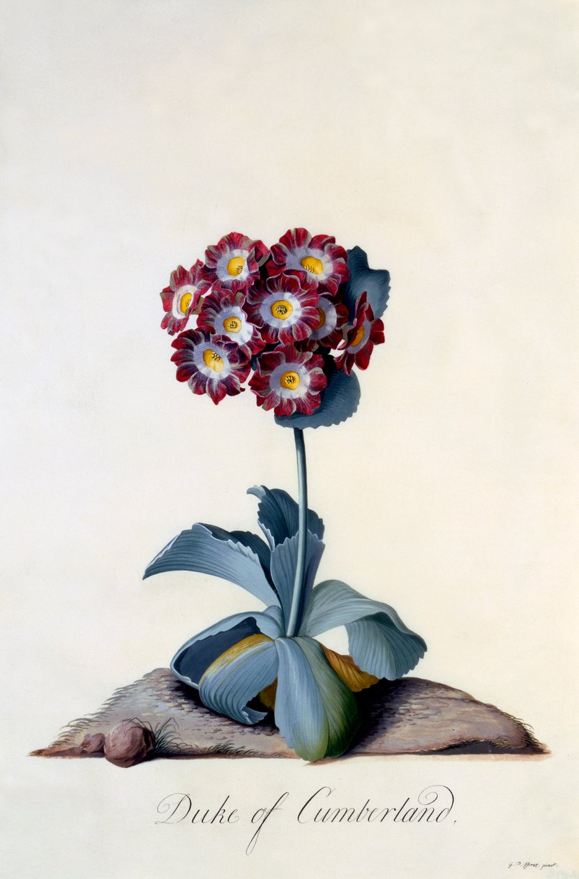Auricula Duke of Cumberland ca. 1743 håndkoloreret gravering. af "Georg Dionysius Ehret