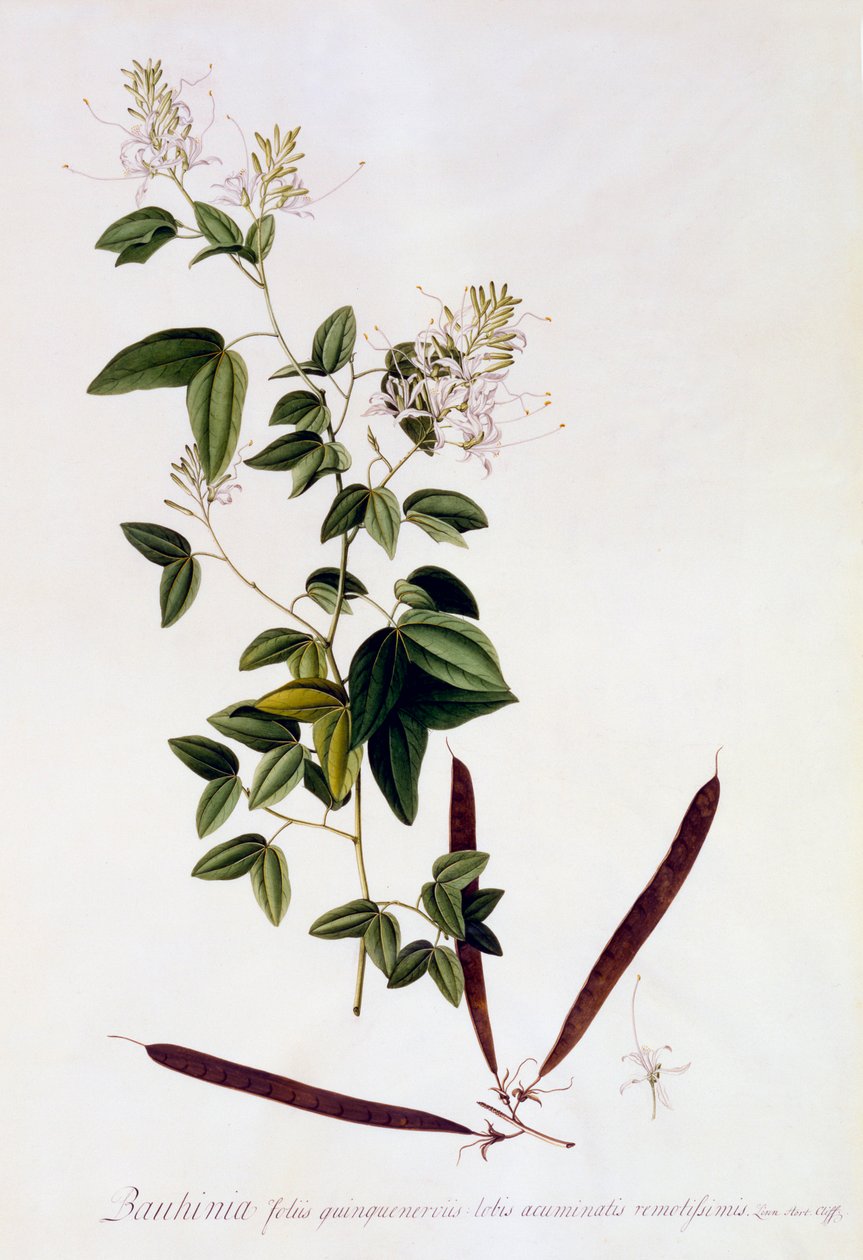 Bauhinia, ca. 1745 håndfarvet gravering. af "Georg Dionysius Ehret