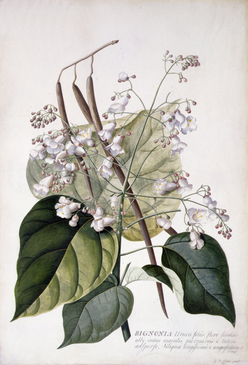 Bignonia (blyant, akvarel og kropsfarve på vellum) af Georg Dionysius Ehret