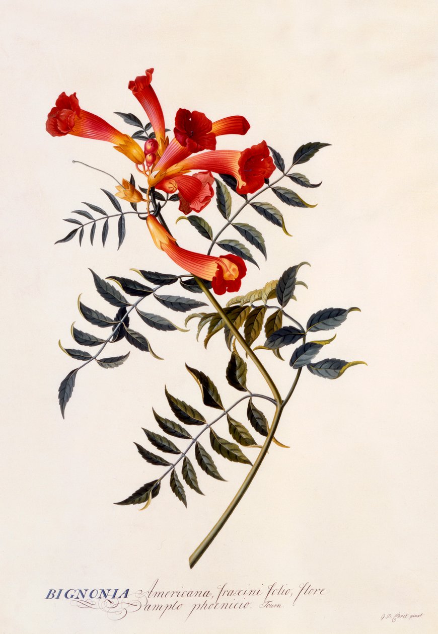 Bignonia Americana, ca. 1743 Håndfarvet gravering. af "Georg Dionysius Ehret