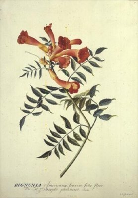 Bignonia americana, akvarel af Georg Dionysius Ehret