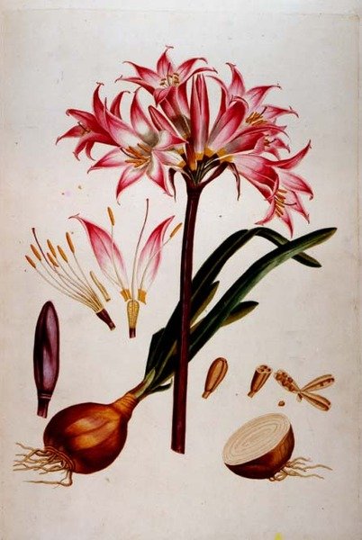 Botanisk plade fra `Plantae Selectae