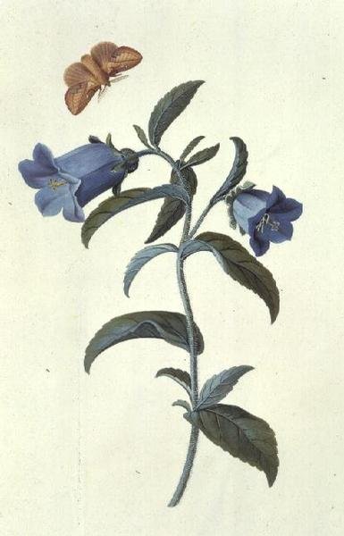 Canterbury klokke (Campanula) af Georg Dionysius Ehret