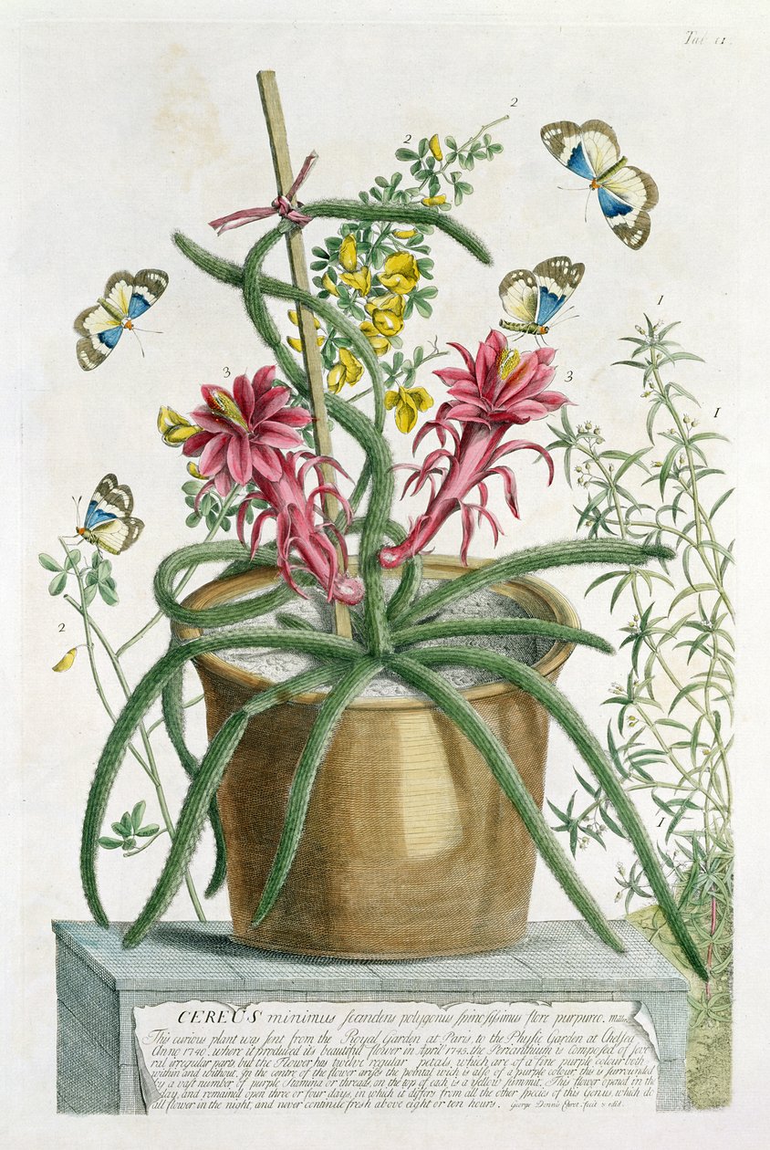 Cereus Minimus, ca. 1745 (farvet litho) af Georg Dionysius Ehret