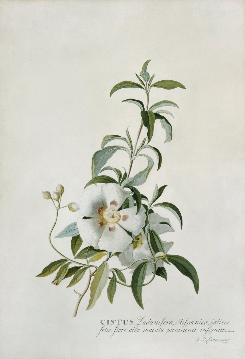 Cistus, 1747 af Georg Dionysius Ehret