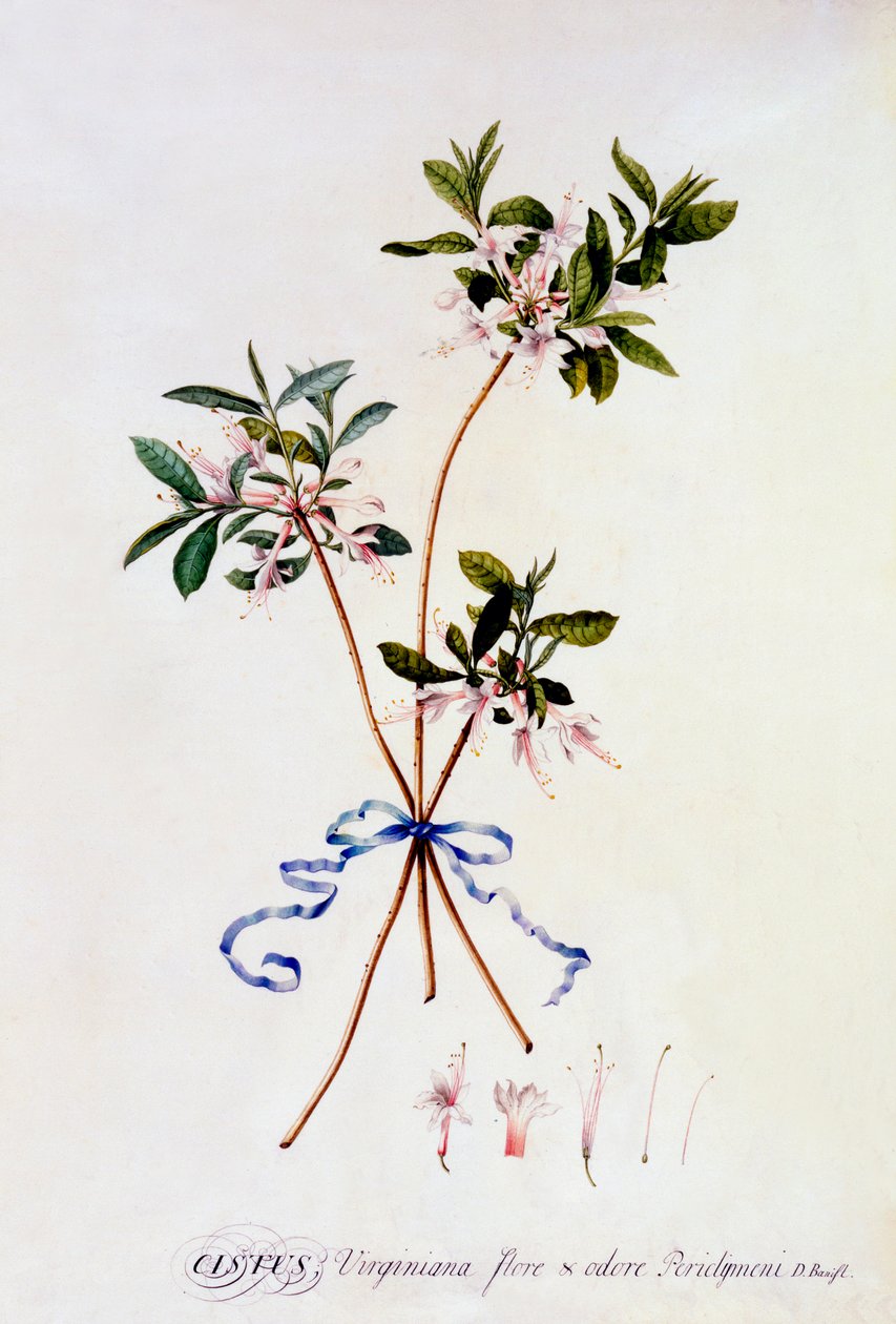 Cistus Virginiana, ca. 1743 håndkoloreret gravering. af "Georg Dionysius Ehret