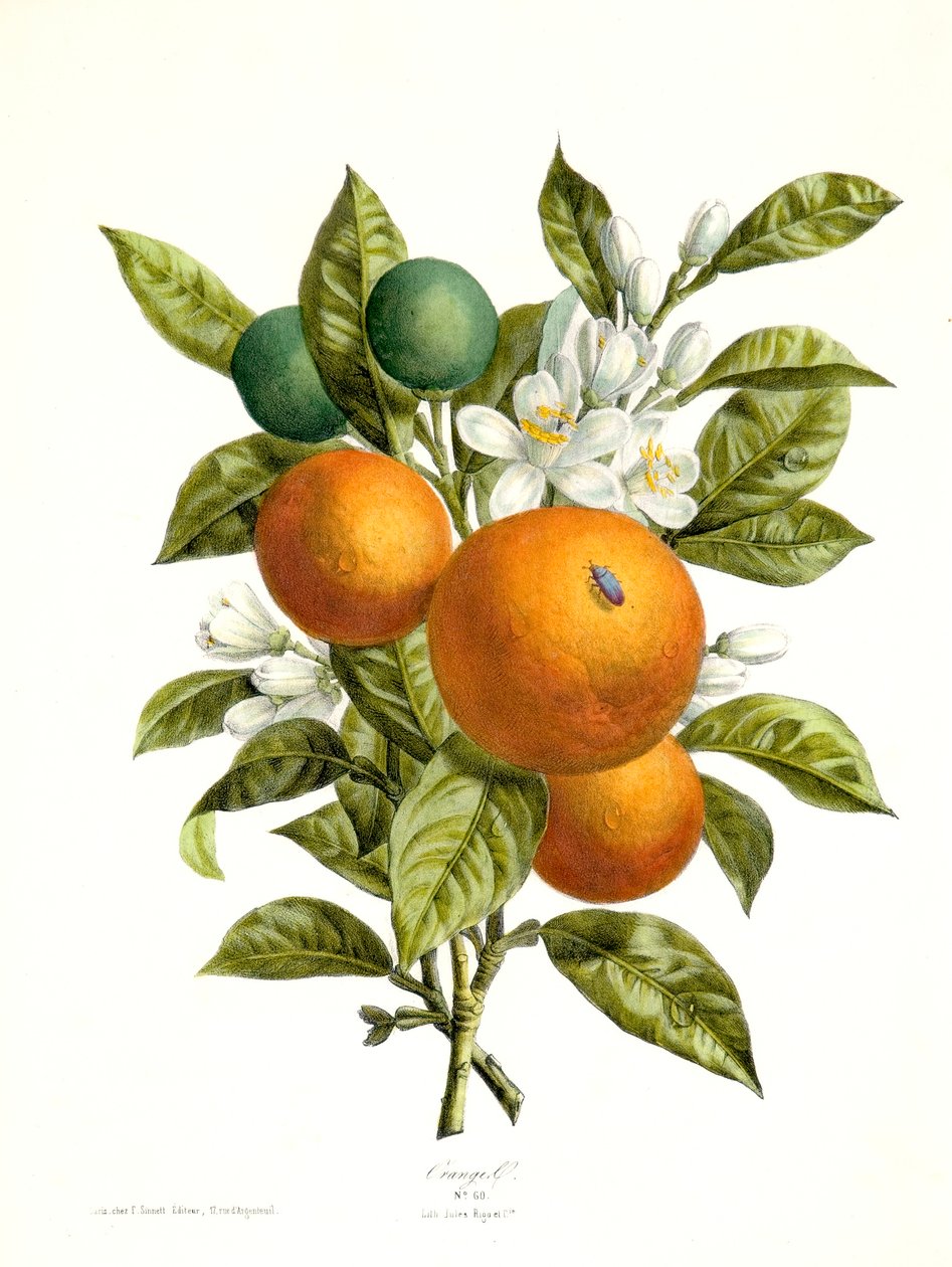 Citrus aurantiacus Orange, 1730-1770. af Georg Dionysius Ehret