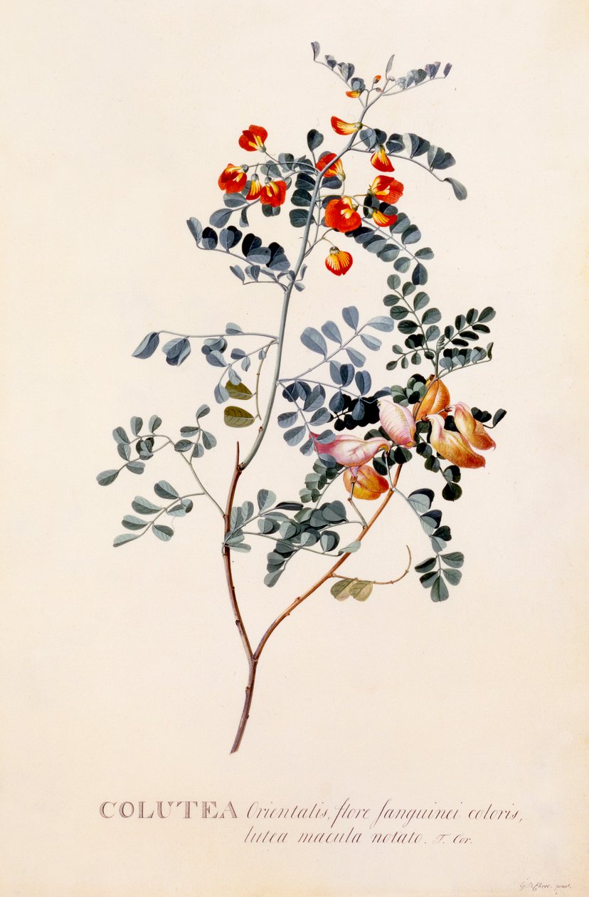 Colutea, ca. 1745 håndfarvet gravering.. af "Georg Dionysius Ehret