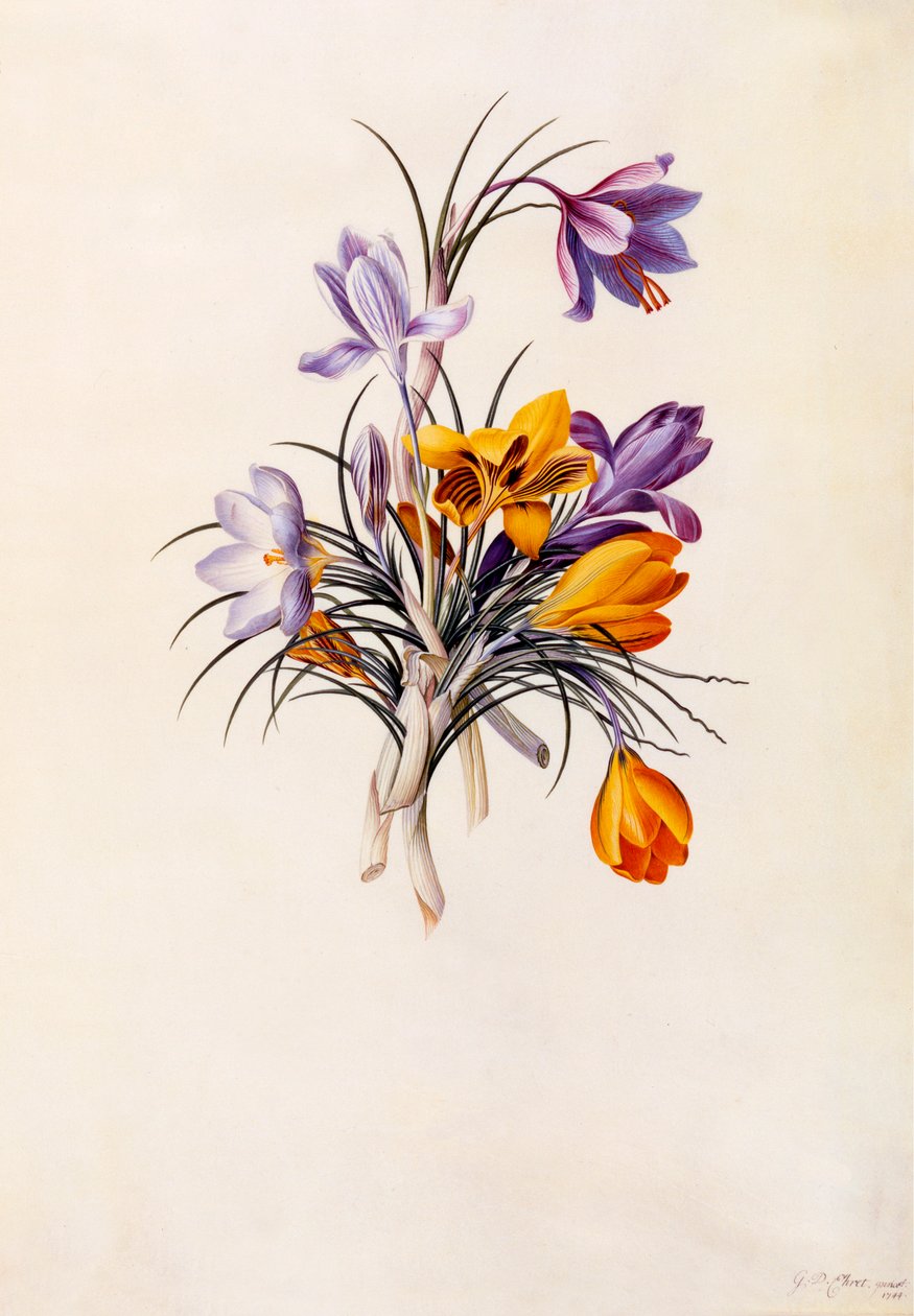 Krokus, ca. 1744 håndfarvet gravering. af "Georg Dionysius Ehret