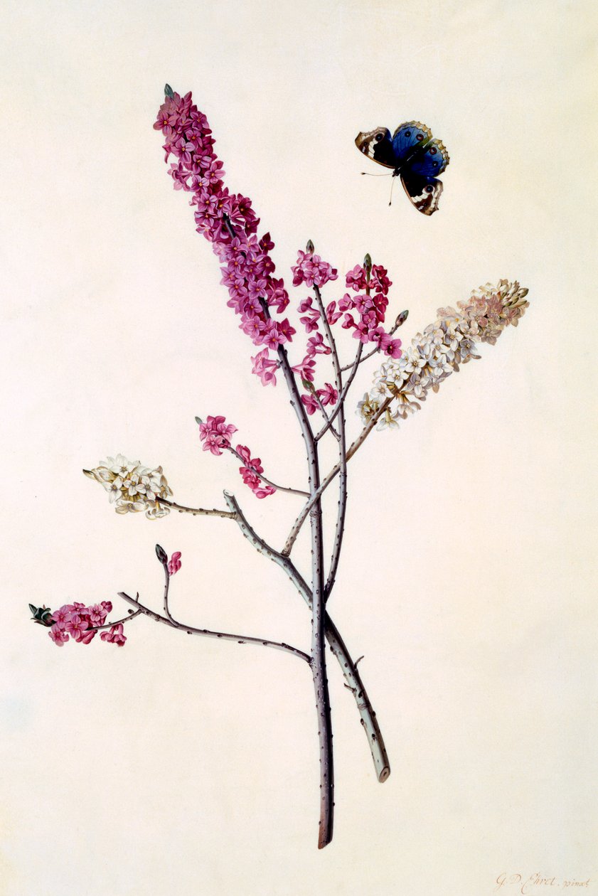 Daphne Mezereum med sommerfugl, ca. 1740 håndfarvet gravering. af "Georg Dionysius Ehret