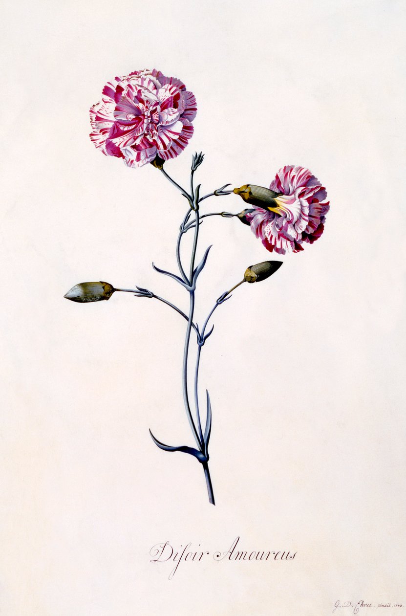Difor Amourius Nellik, ca. 1745 håndfarvet gravering. af "Georg Dionysius Ehret