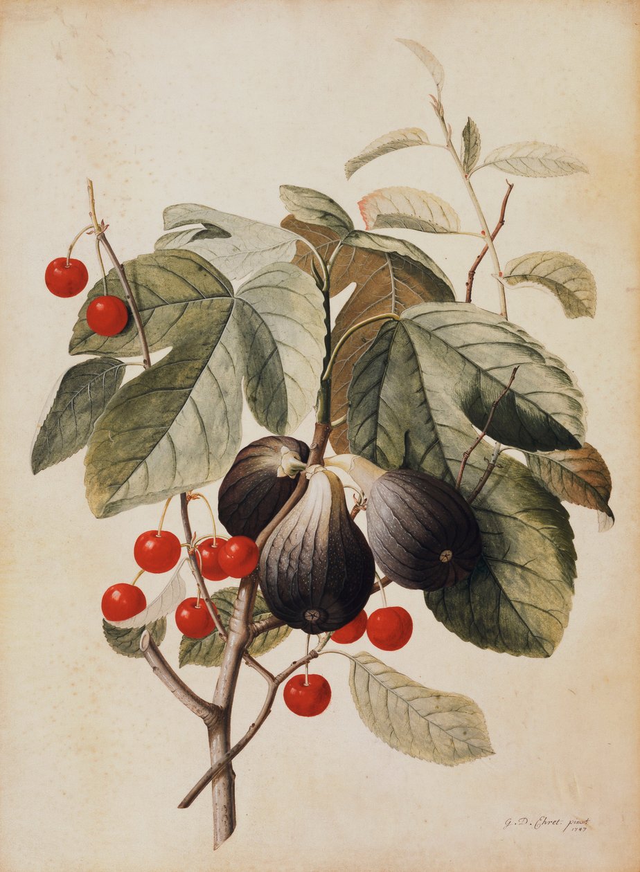 Figner og kirsebær, 1747 af Georg Dionysius Ehret