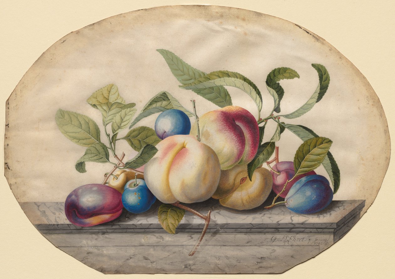 Frugtarrangement: Fersken og lod på en plade af marmor, 1742. af Georg Dionysius Ehret