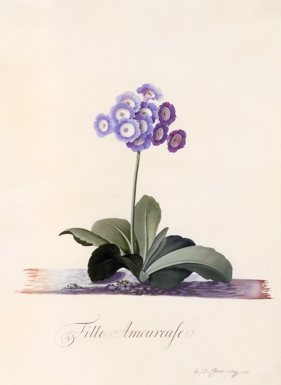 Garden Auricula Girl in Love, ca. 1743 håndkoloreret gravering. af "Georg Dionysius Ehret