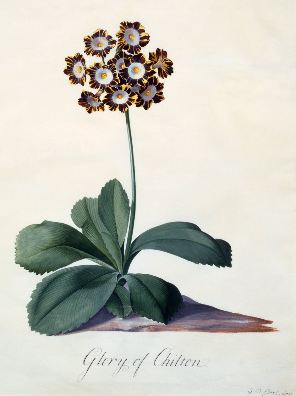 Glory of Chilton c. 1745 håndfarvet gravering. af "Georg Dionysius Ehret