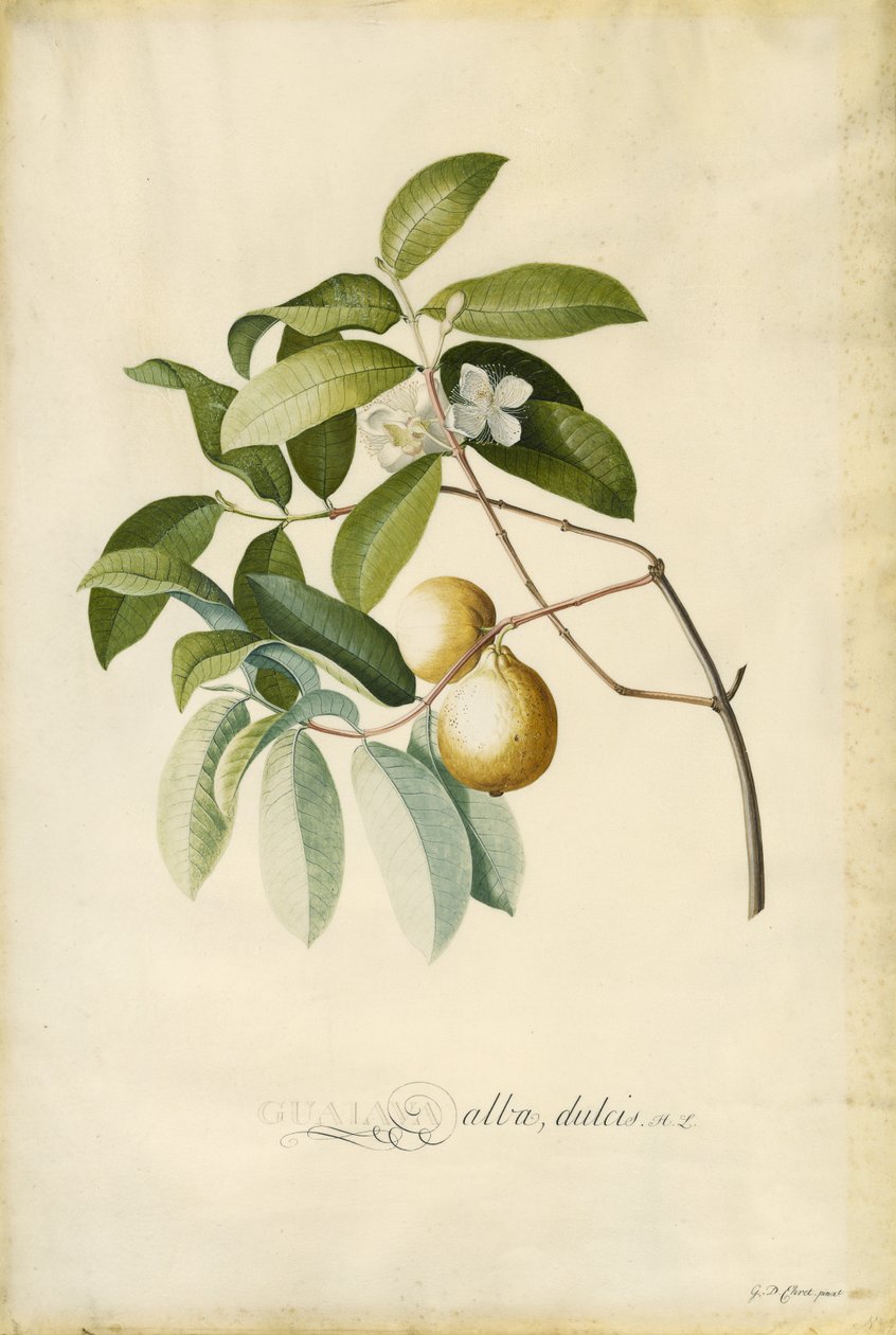 Guava af Georg Dionysius Ehret