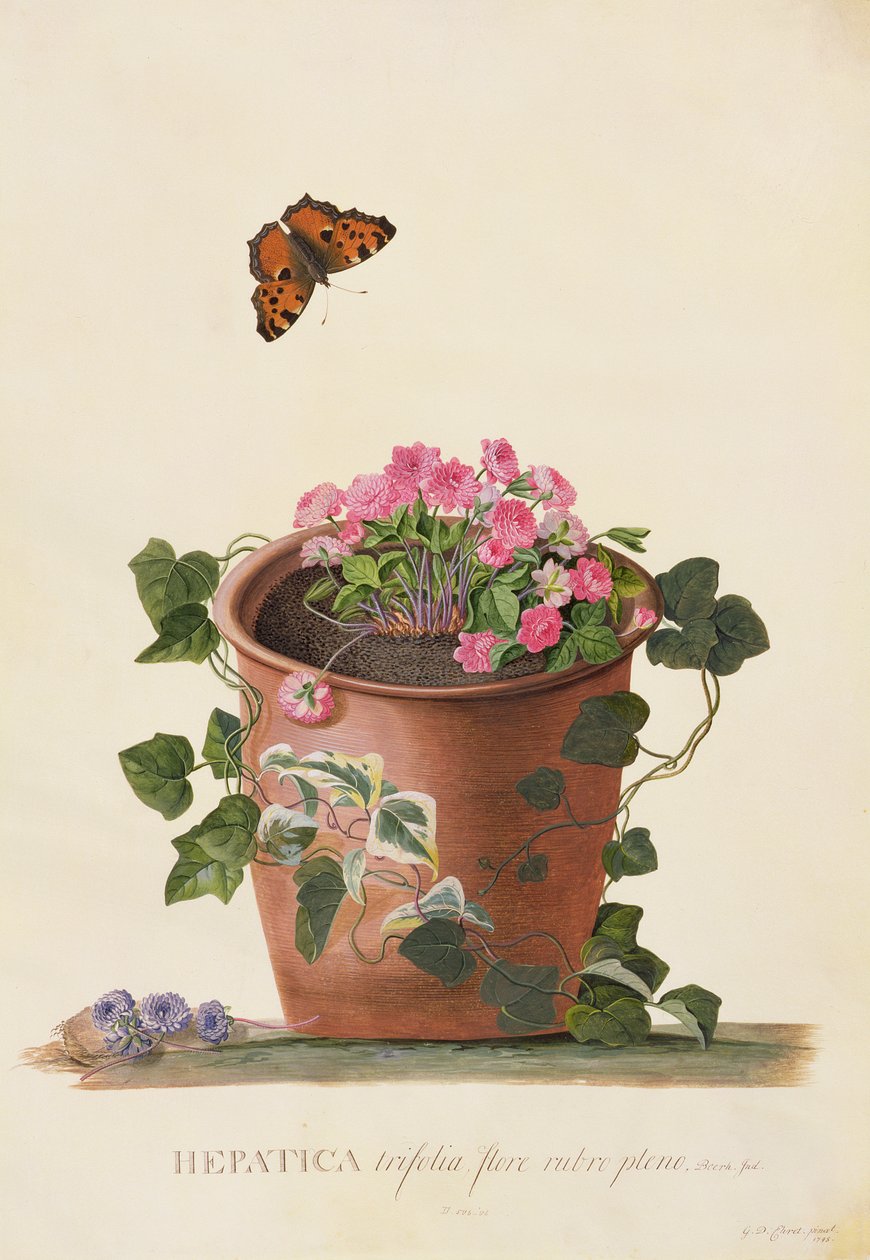 Hepatica trifolia (Nobilis), 1745 (gouache på vellum) af Georg Dionysius Ehret