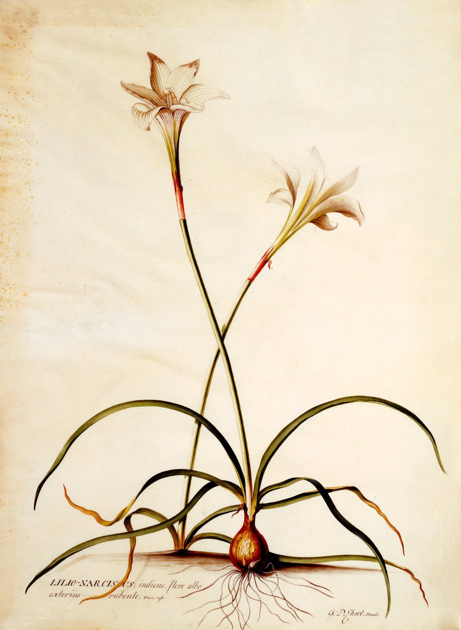 Lilio Narcissus, ca. 1745 (håndkoloreret gravering) af Georg Dionysius Ehret