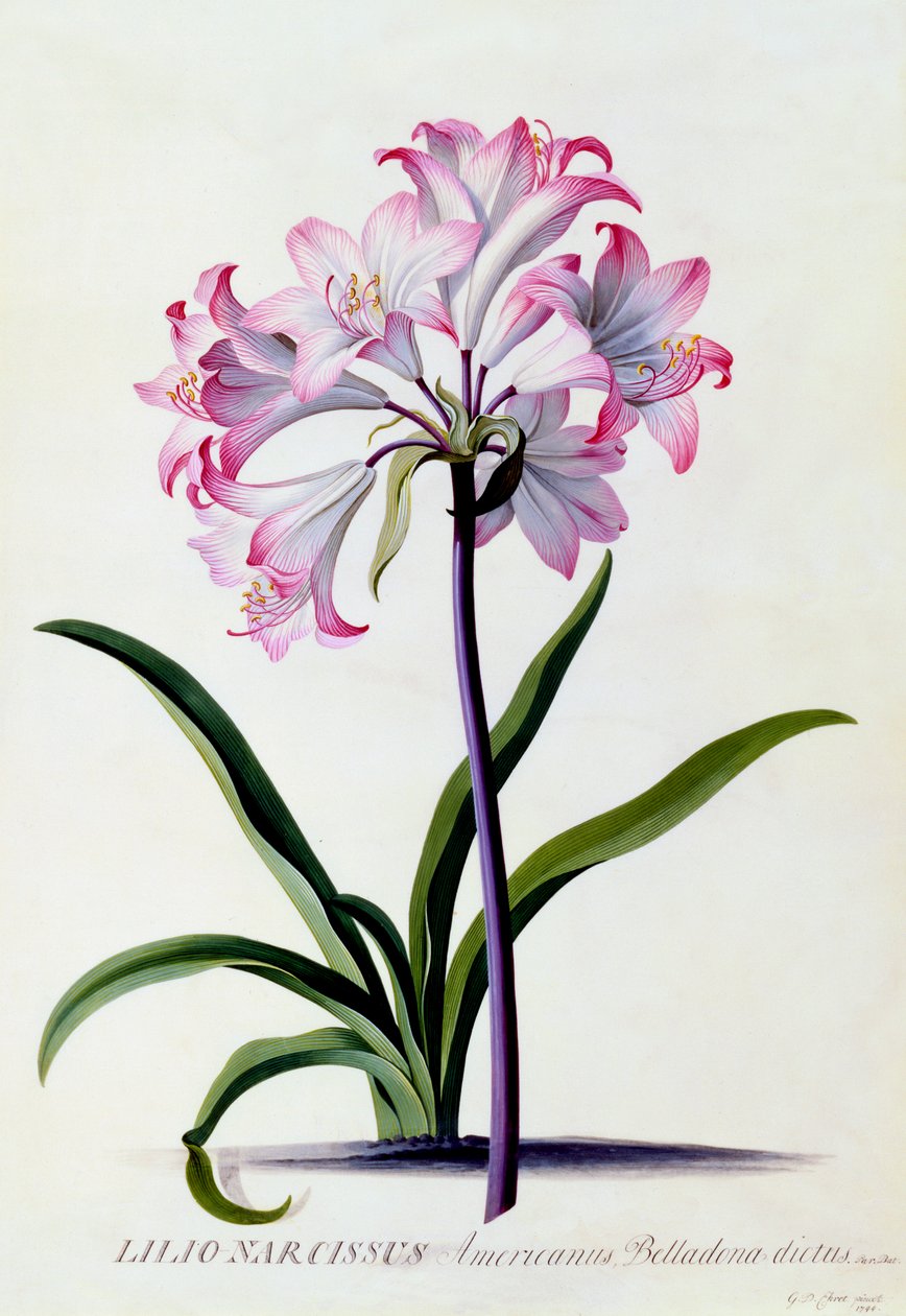 Lilio Narcissus, ca. 1744 håndfarvet gravering. af "Georg Dionysius Ehret