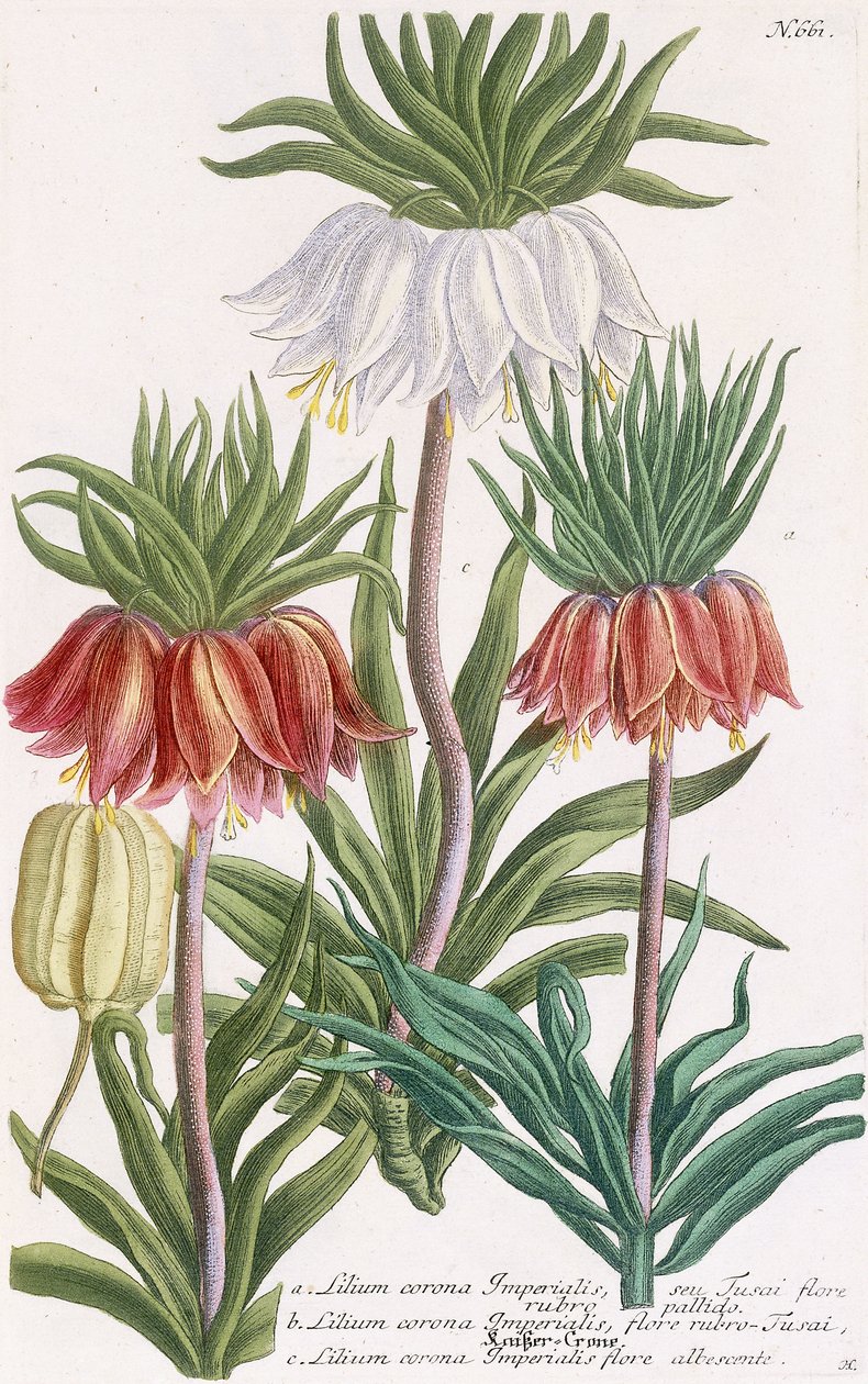 Kejserliljekrone af Georg Dionysius Ehret