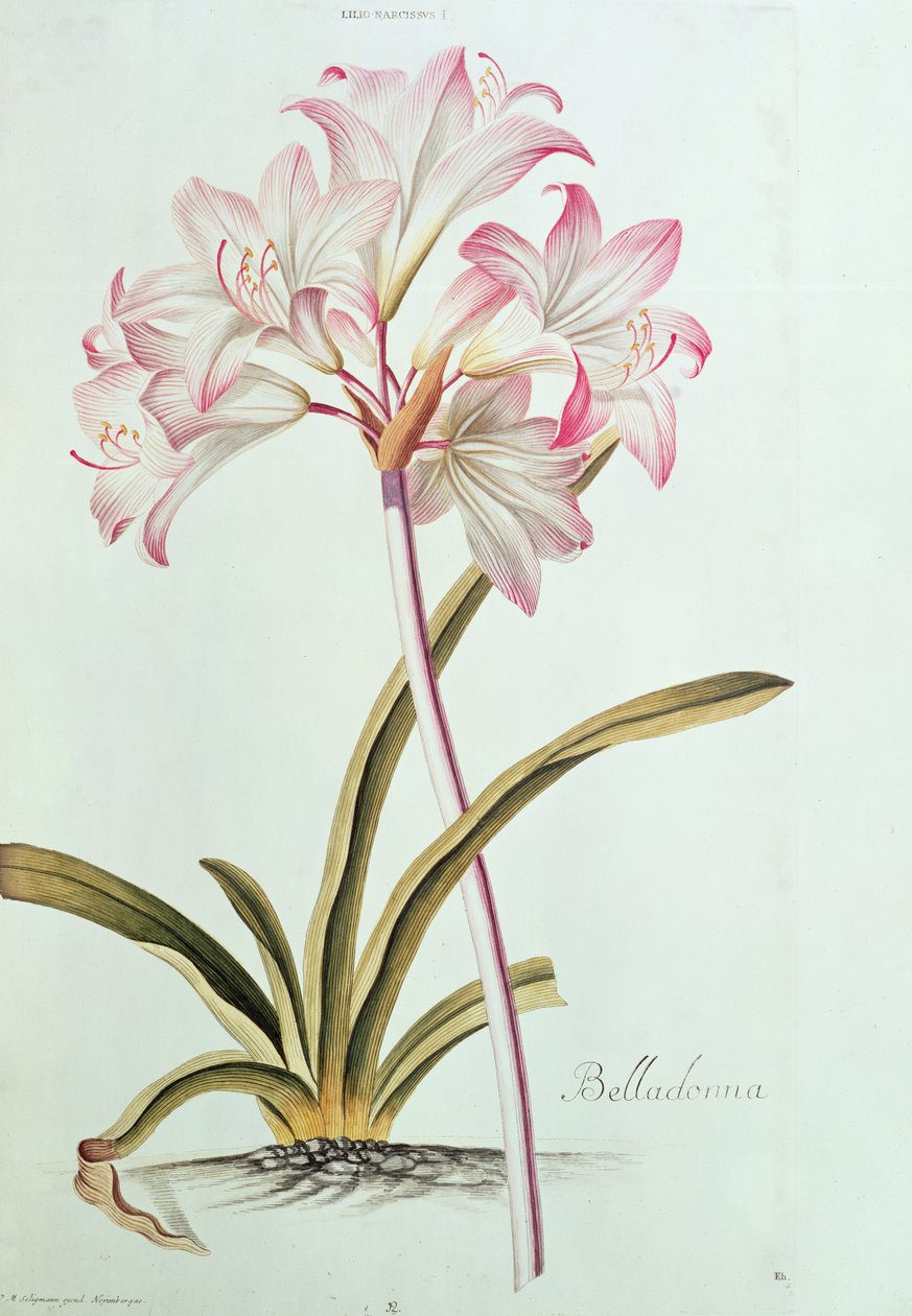Lily: Lilium Belladonna (pl.12) fra Trew