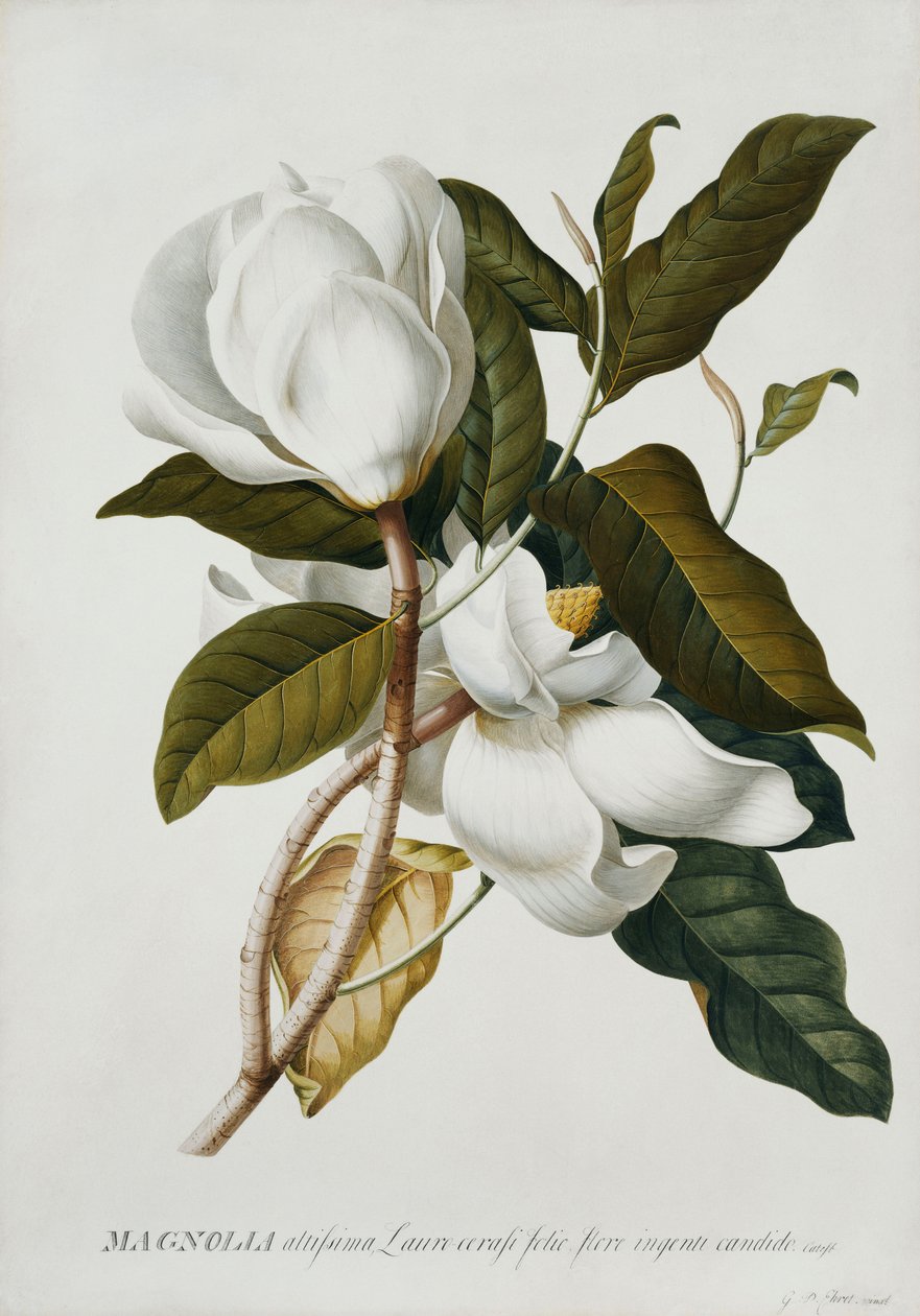 Magnolia, af Georg Dionysius Ehret