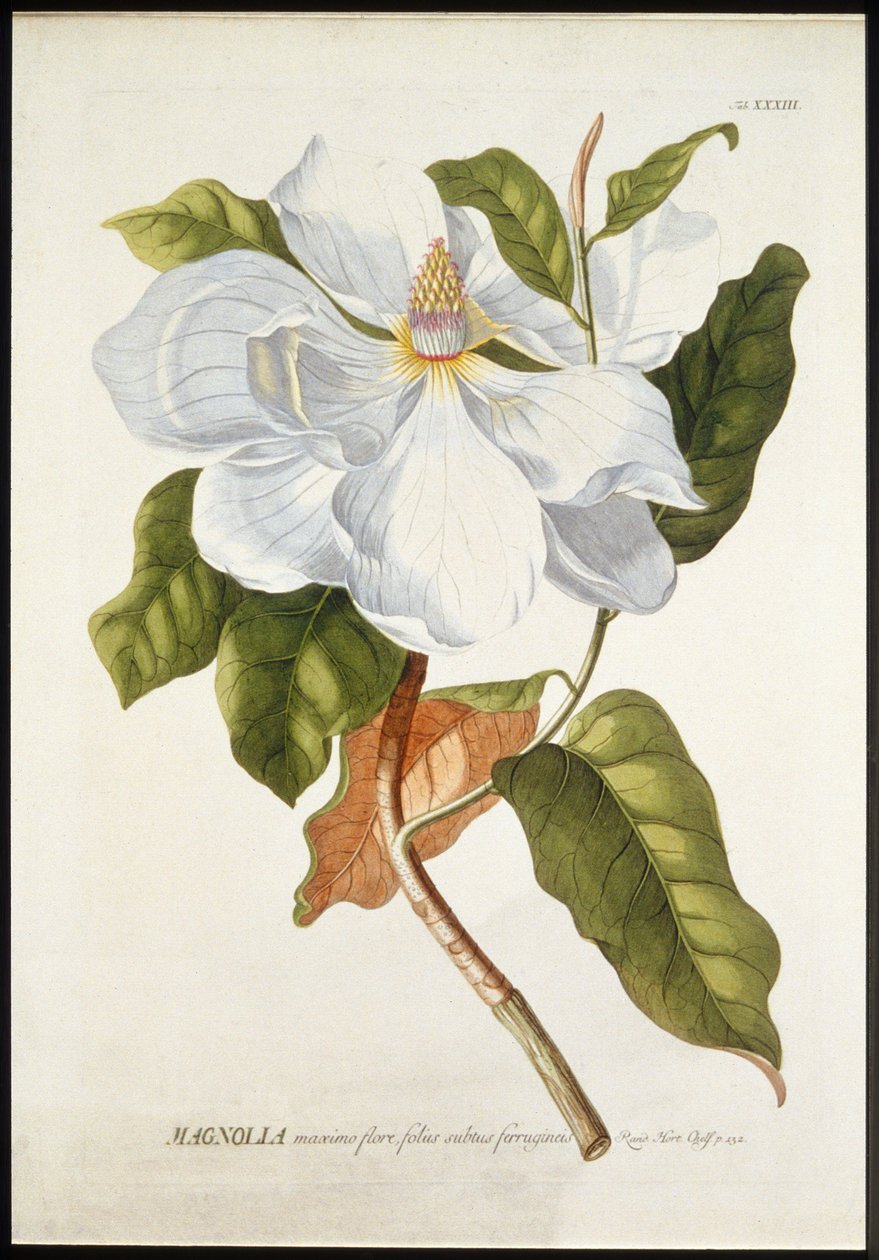 Magnolia i stor blomst, c1740-1770. af Georg Dionysius Ehret
