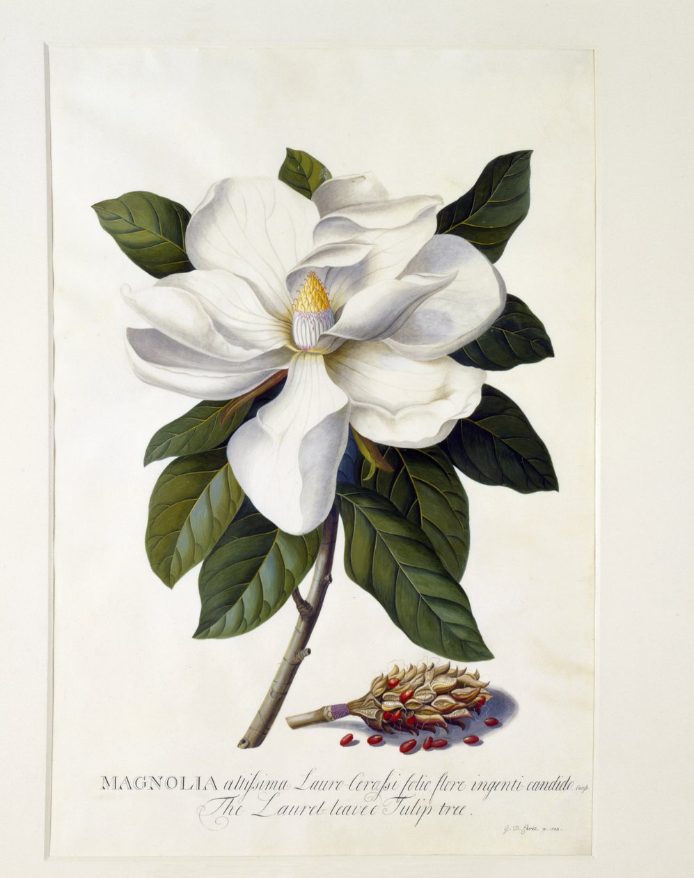 Magnolia grandiflora, ca. 1743 (håndkoloreret gravering) af Georg Dionysius Ehret