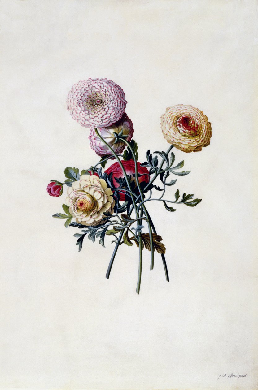 Blandede Ranunkler, ca. 1743 (håndkoloreret gravering) af Georg Dionysius Ehret