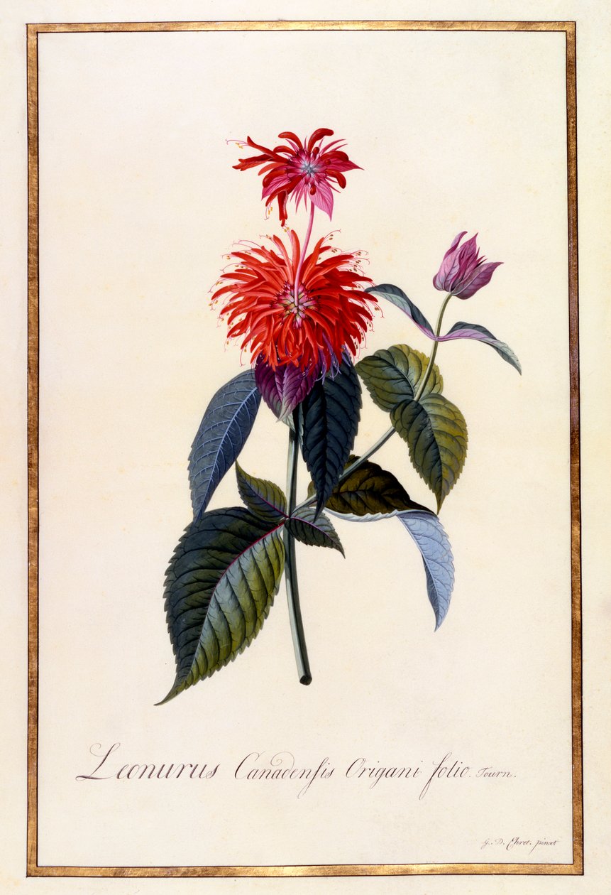 Oswego Tea Plant, c 1740 håndfarvet gravering. af "Georg Dionysius Ehret