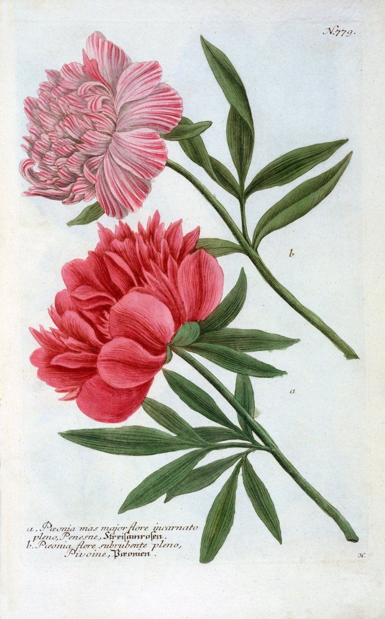 Paeonia, 1737 håndfarvet gravering. af "Georg Dionysius Ehret