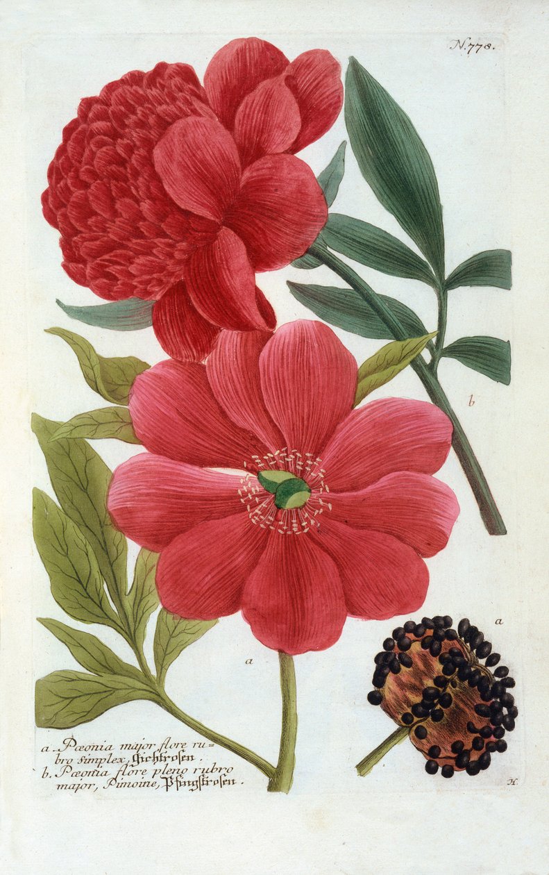 Paeonia, håndfarvet gravering. af "Georg Dionysius Ehret