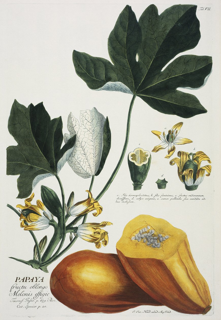 Papaya af Georg Dionysius Ehret