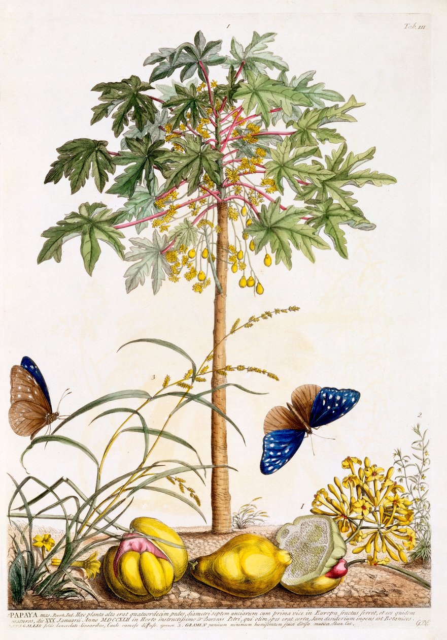 Papaya, ca. 1748 håndfarvet gravering. af "Georg Dionysius Ehret