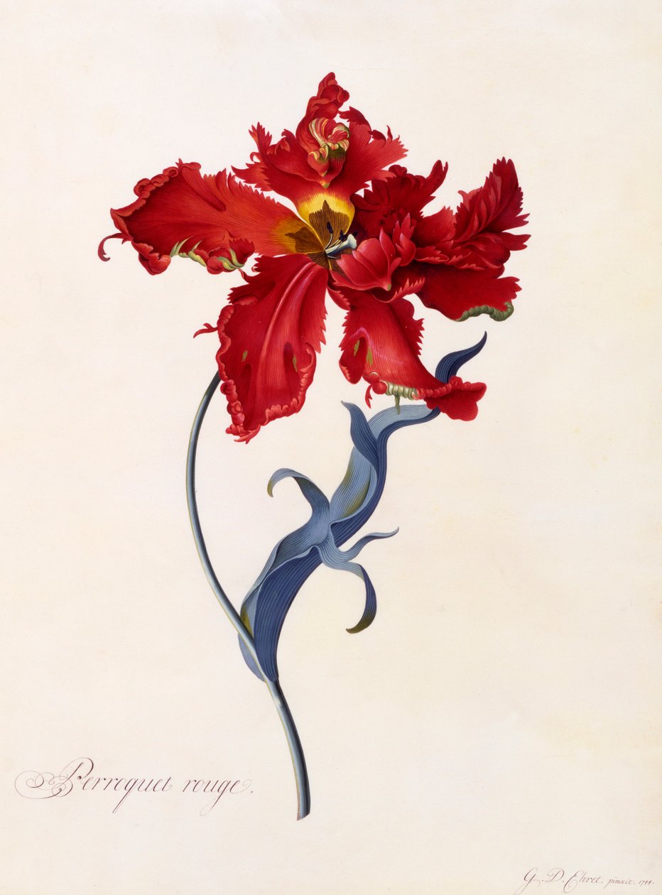 Perroquet Rouge, ca. 1744 håndfarvet gravering. af "Georg Dionysius Ehret