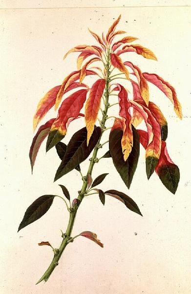 Pieris af Georg Dionysius Ehret