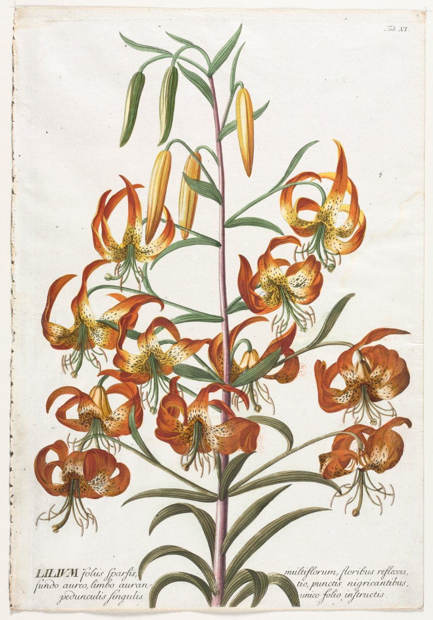 Udvalgte planter 11 - Lily. af Georg Dionysius Ehret