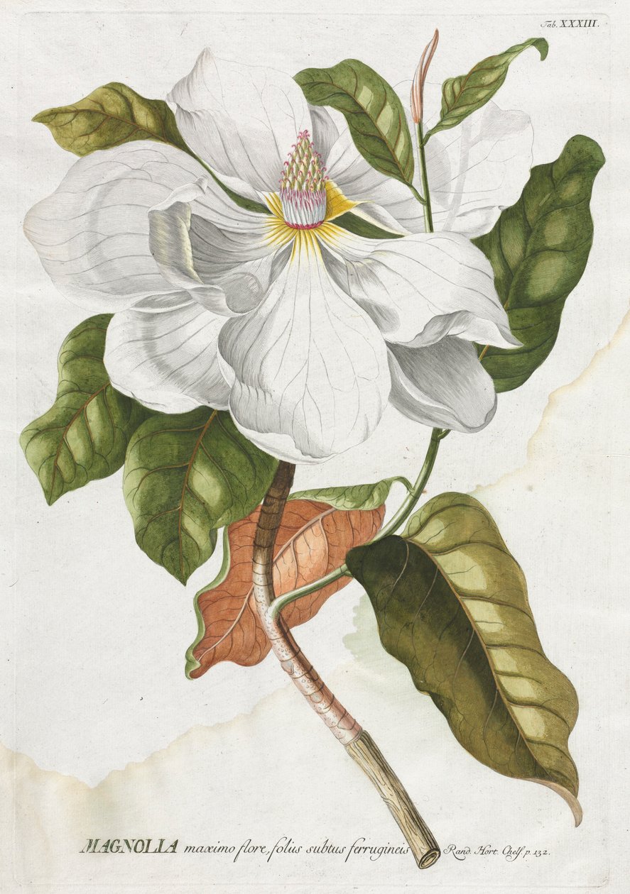 Udvalgte planter 33 - Magnolia. af Georg Dionysius Ehret